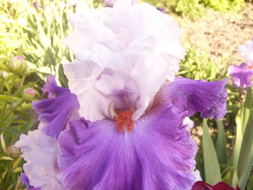 P1360715 - ANUL2020 II