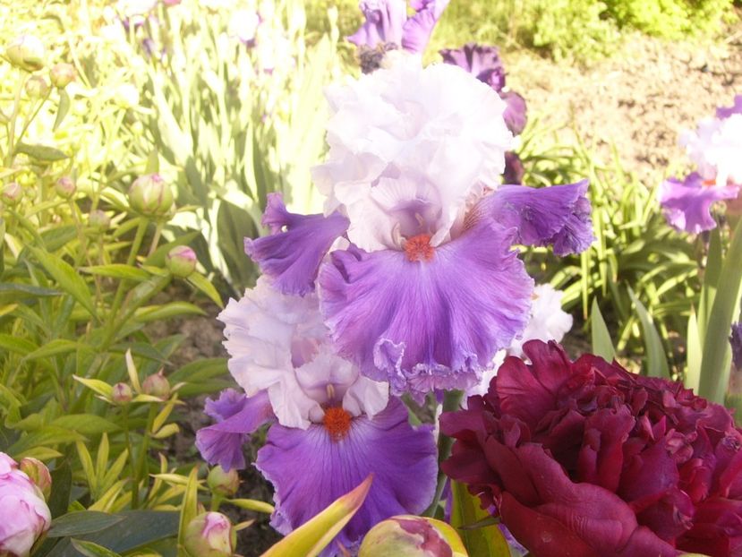 P1360716 - ANUL2020 II