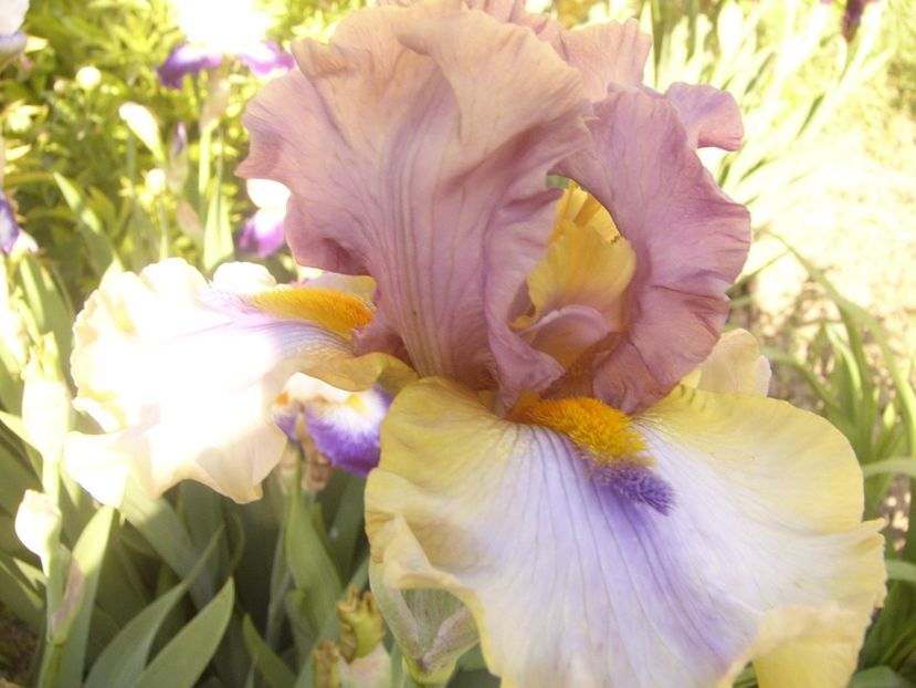 P1360717 - ANUL2020 II