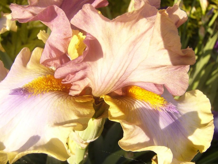 P1360720 - ANUL2020 II