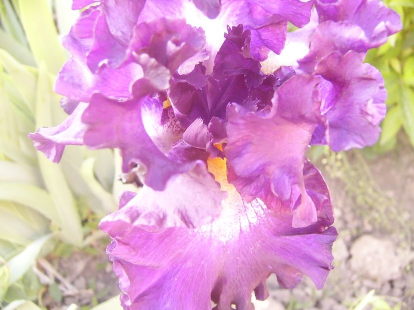 P1360721 - ANUL2020 II