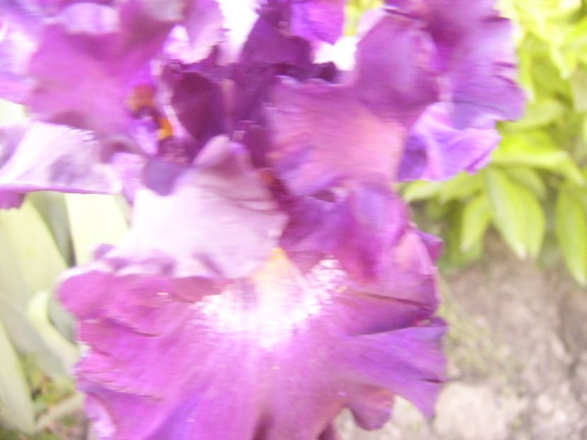 P1360723 - ANUL2020 II