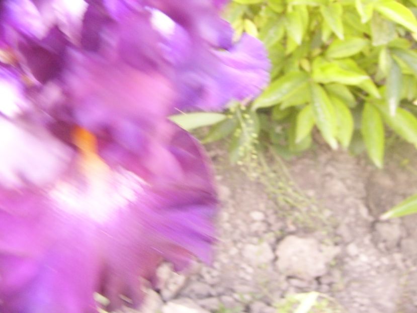 P1360724 - ANUL2020 II