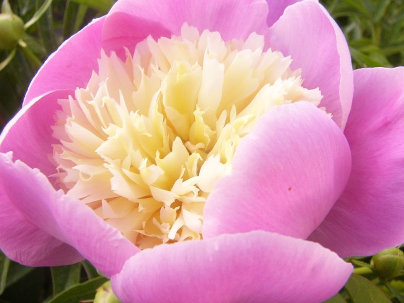 P1360726 - ANUL2020 II