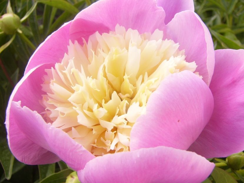 P1360727 - ANUL2020 II