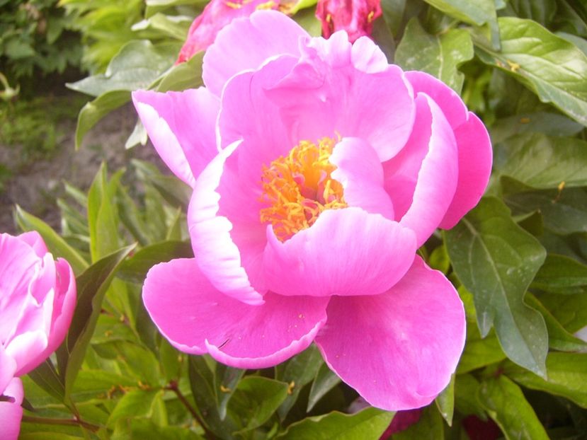 P1360728 - ANUL2020 II