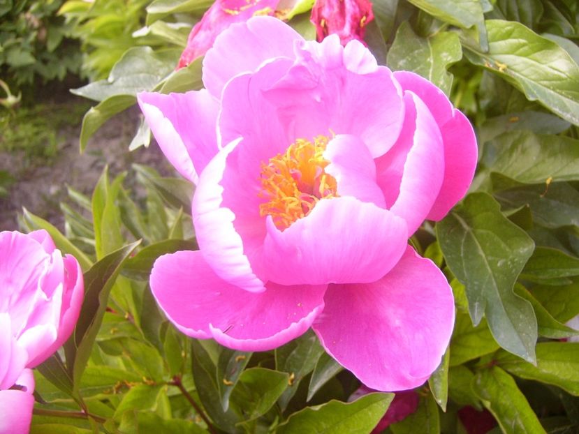 P1360730 - ANUL2020 II