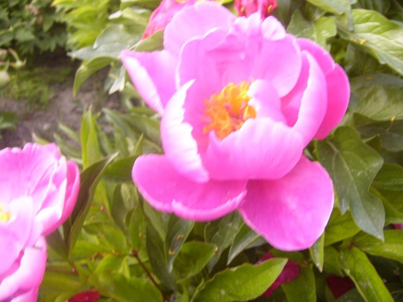 P1360731 - ANUL2020 II