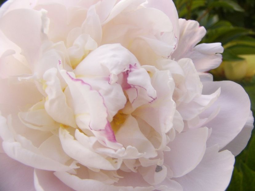 P1360732 - ANUL2020 II