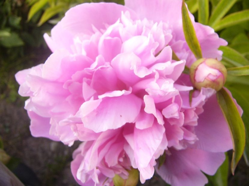 P1360737 - ANUL2020 II