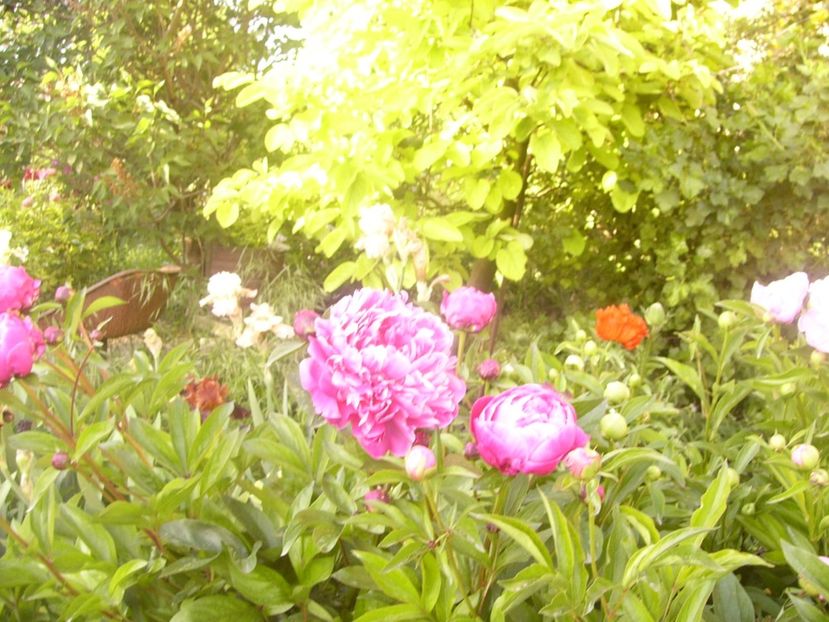 P1360738 - ANUL2020 II