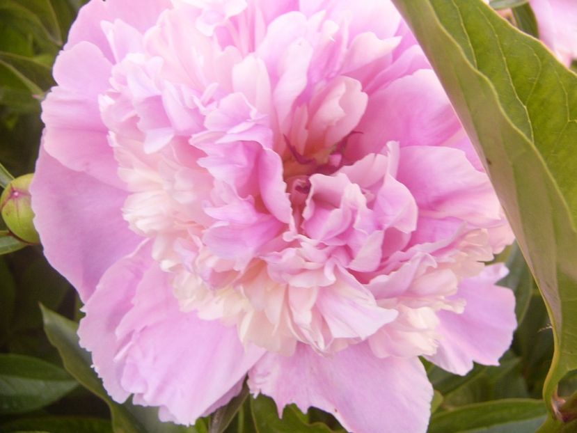 P1360739 - ANUL2020 II