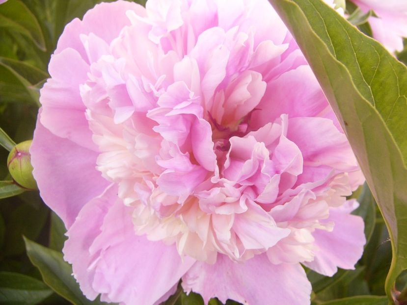 P1360741 - ANUL2020 II