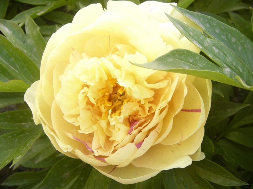 P1360742 - ANUL2020 II