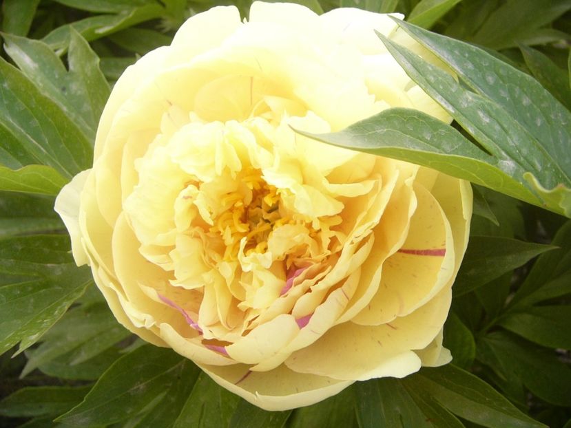 P1360744 - ANUL2020 II