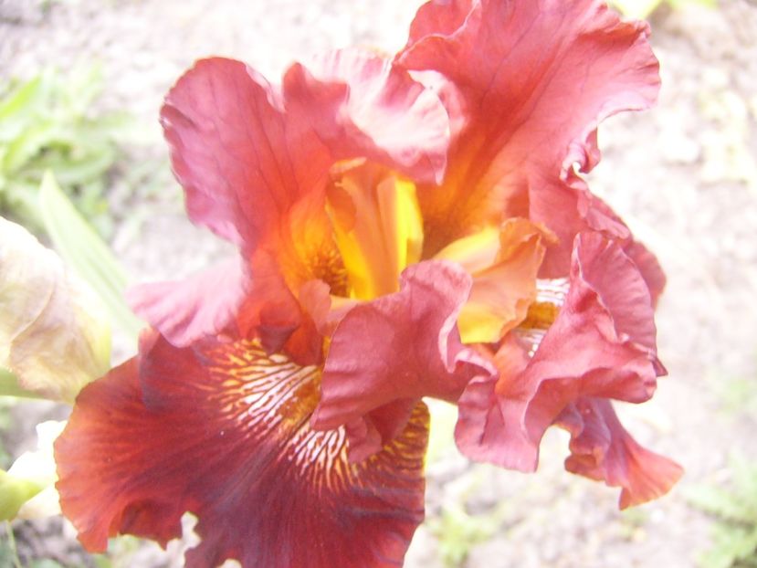 P1360746 - ANUL2020 II