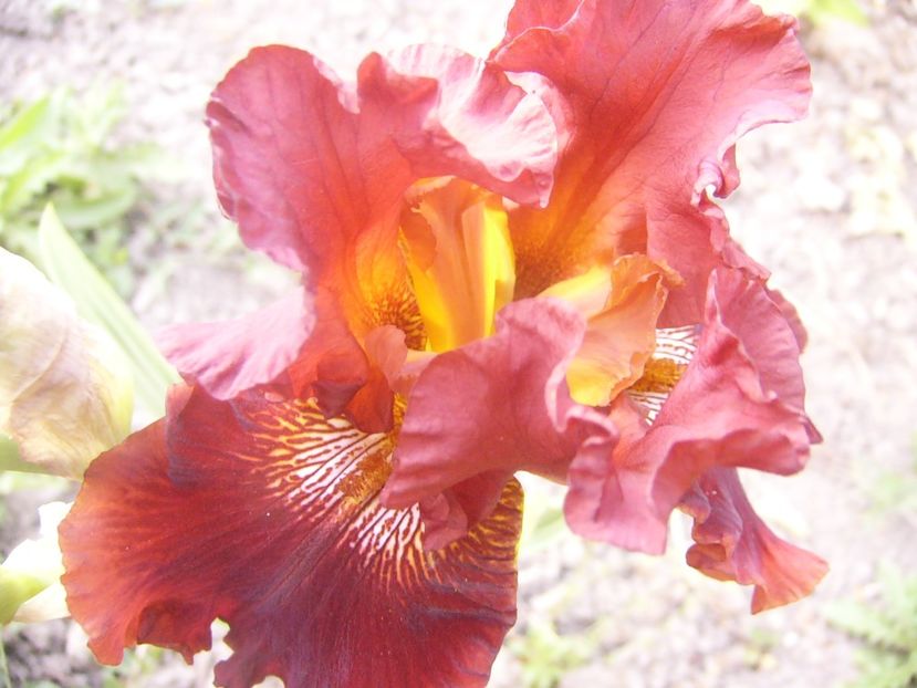 P1360748 - ANUL2020 II