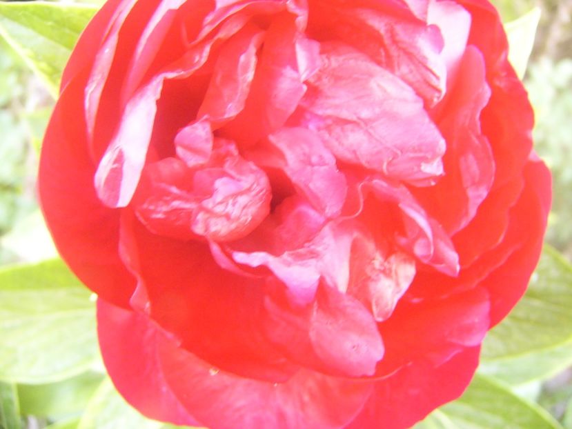 P1360749 - ANUL2020 II