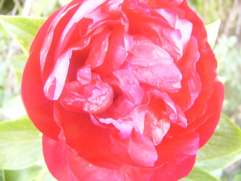 P1360750 - ANUL2020 II