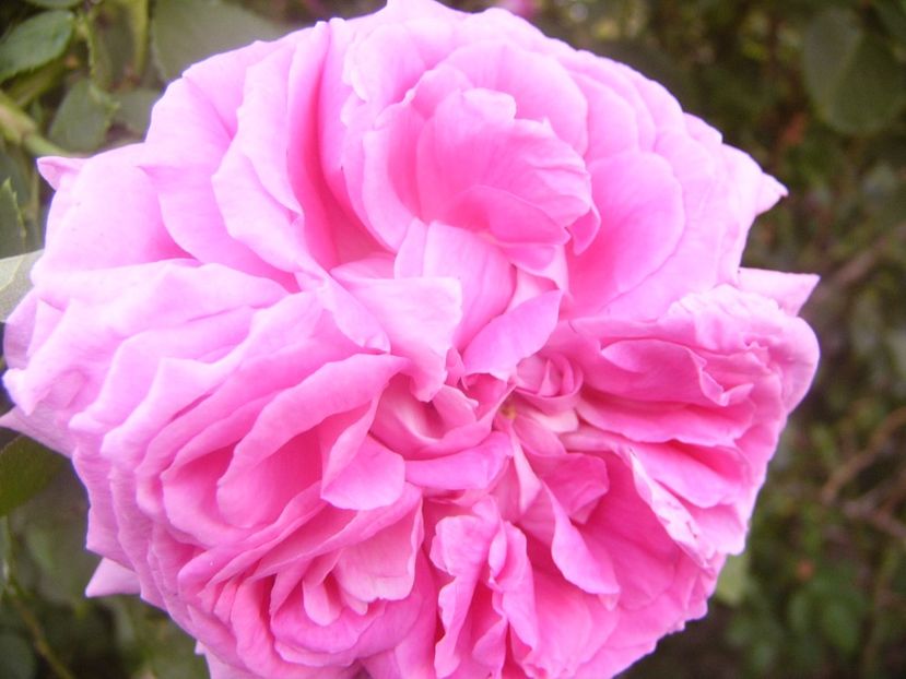 P1360752 - ANUL2020 II