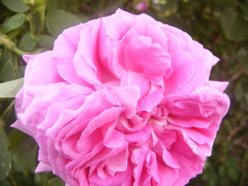 P1360753 - ANUL2020 II