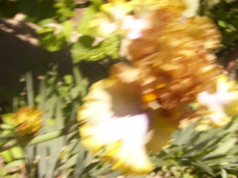 P1360754 - ANUL2020 II