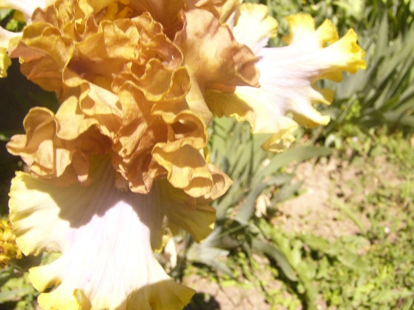 P1360755 - ANUL2020 II