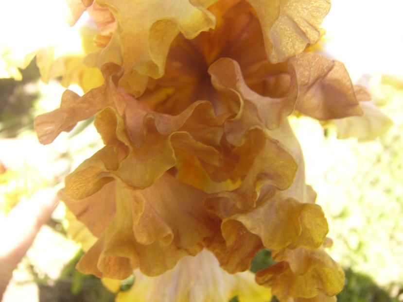 P1360757 - ANUL2020 II