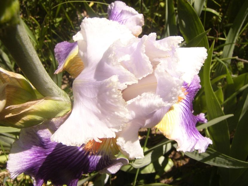 P1360760 - ANUL2020 II