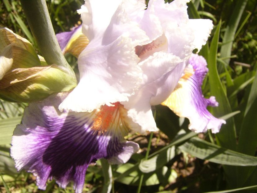 P1360761 - ANUL2020 II