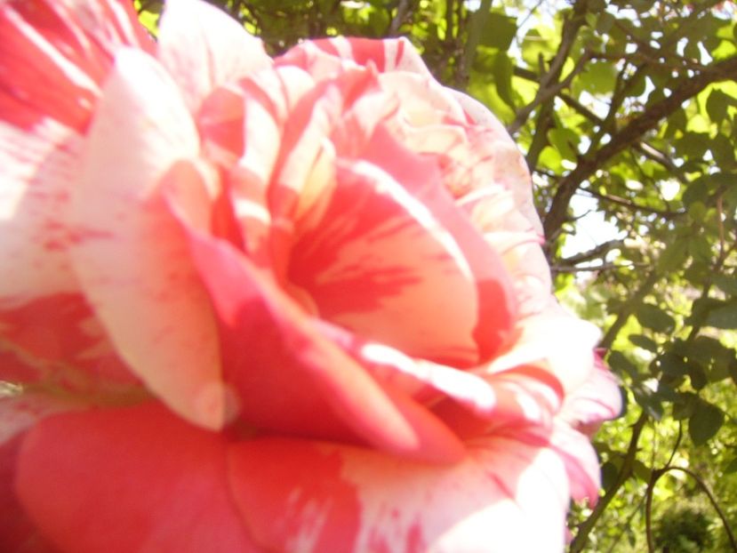 P1360767 - ANUL2020 II