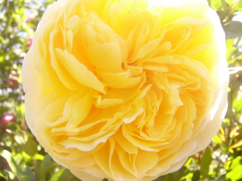 P1360768 - ANUL2020 II