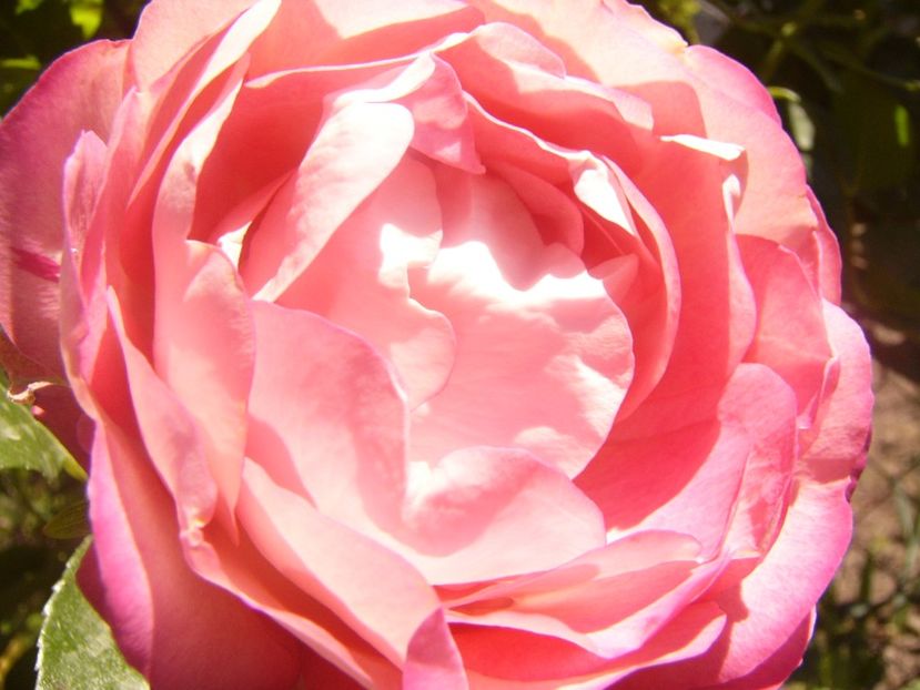 P1360772 - ANUL2020 II