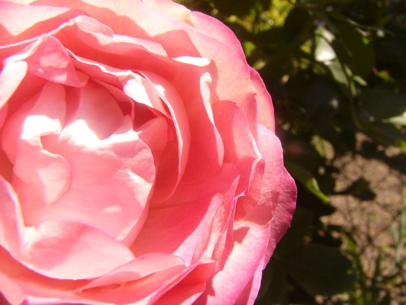 P1360774 - ANUL2020 II