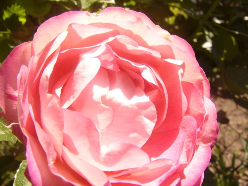 P1360776 - ANUL2020 II