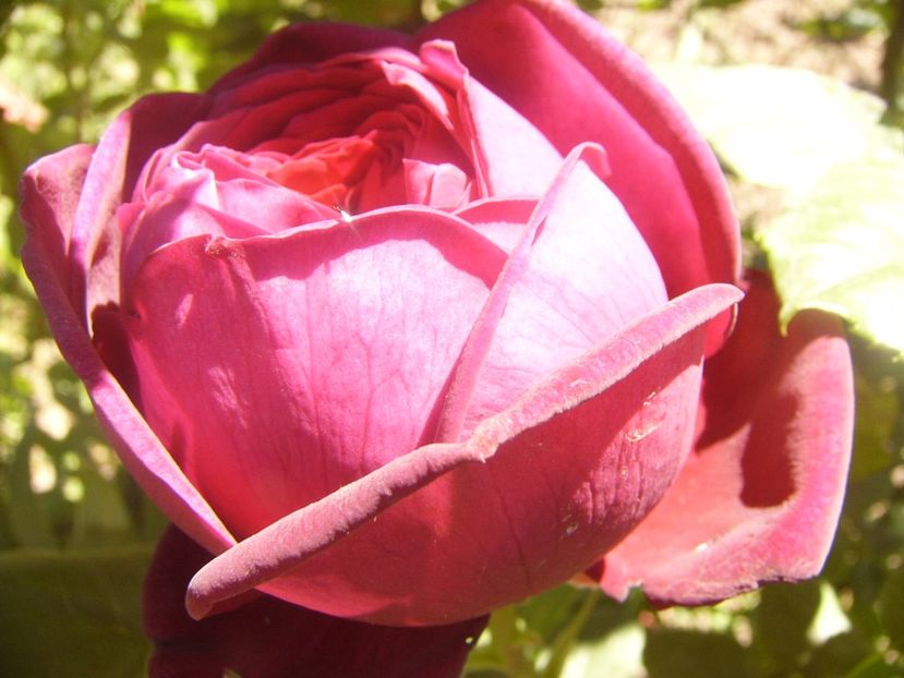 P1360777 - ANUL2020 II