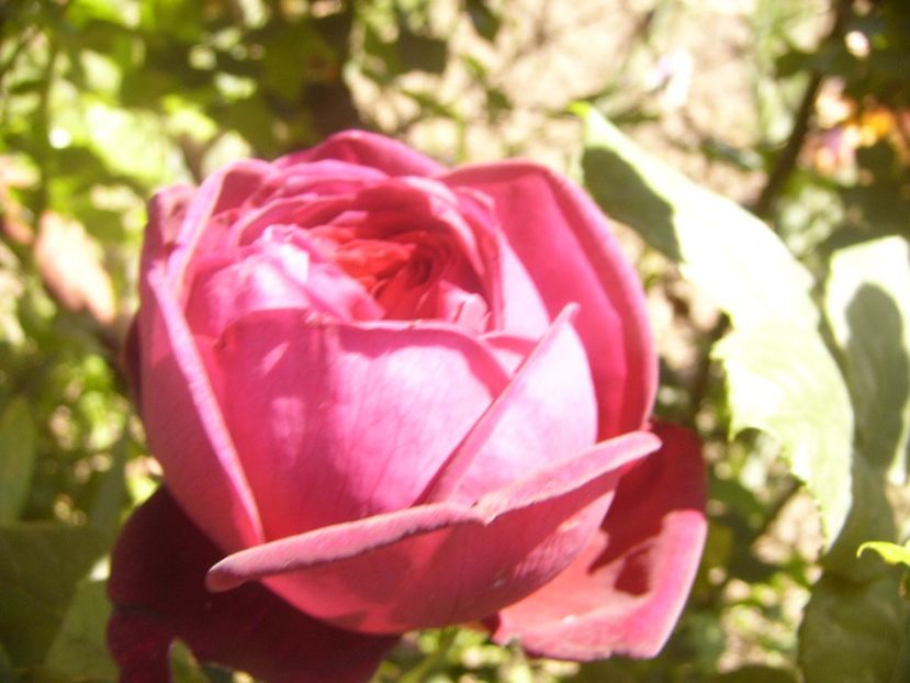 P1360778 - ANUL2020 II