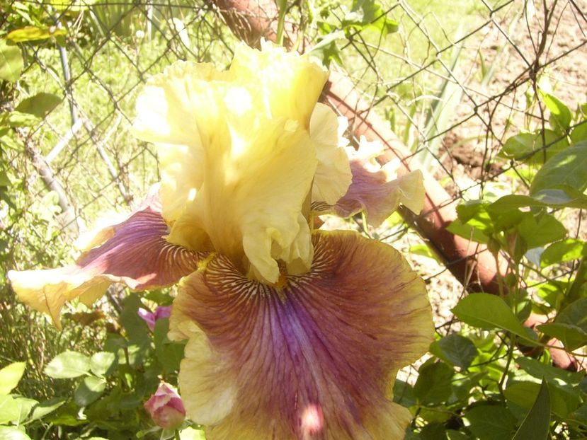 P1360781 - ANUL2020 II