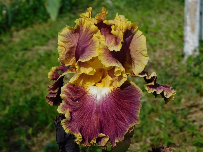 Affair to remember - xx Colectie irisi