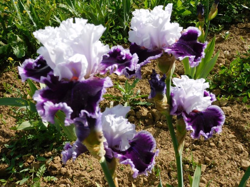 Daring deception - xx Colectie irisi