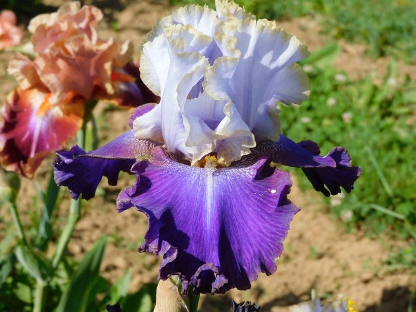 Wichry namietnosty - xx Colectie irisi