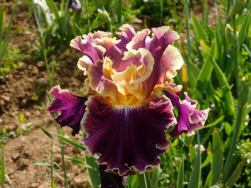 Montmartre - xx Colectie irisi