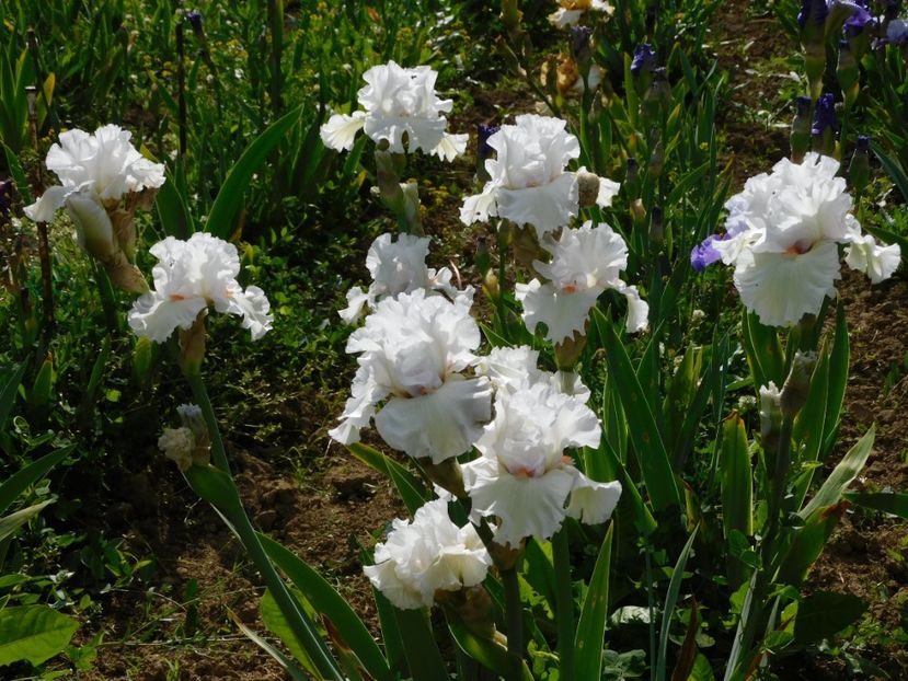 Foggy valley - xx Colectie irisi