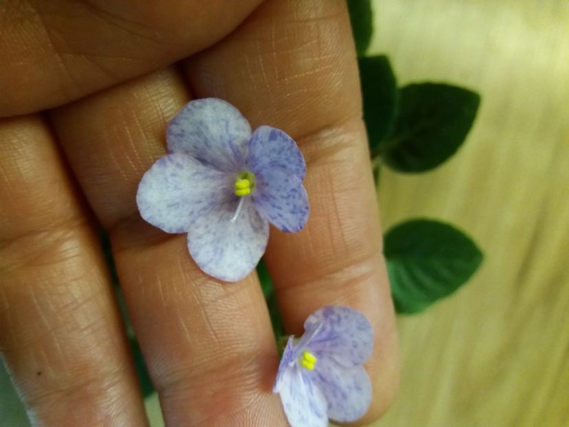  - ZZZFrosted Fantasy