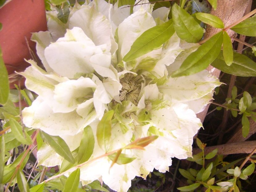 P1360785 - ANUL2020 II