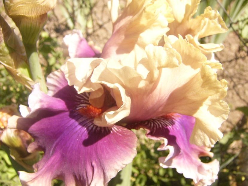 P1360795 - ANUL2020 II