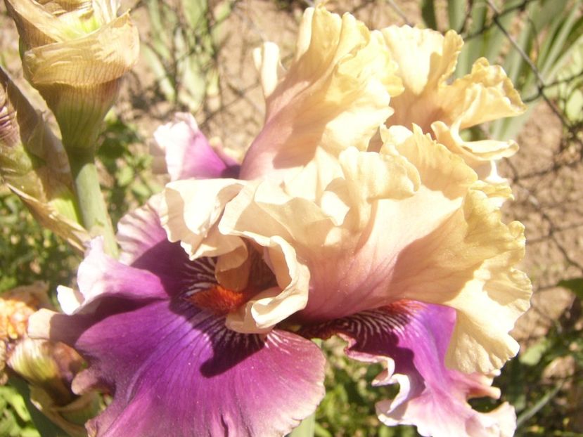 P1360796 - ANUL2020 II