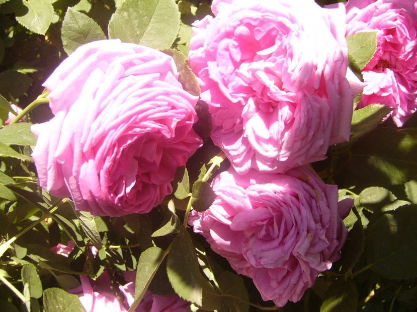 P1360802 - ANUL2020 II