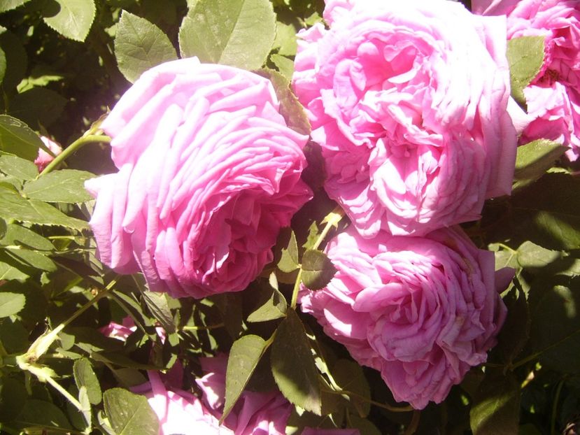 P1360803 - ANUL2020 II