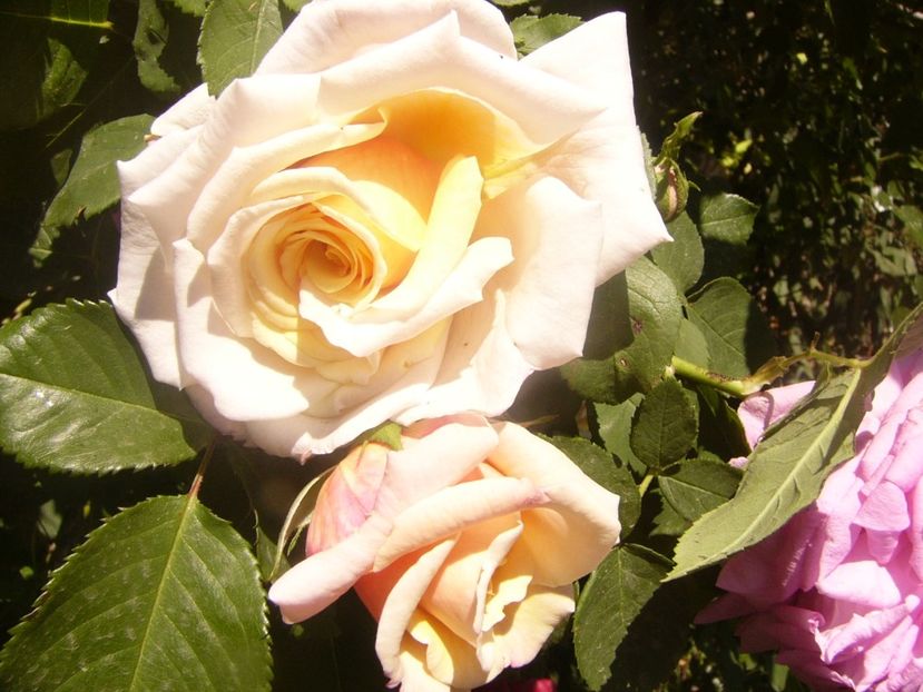 P1360805 - ANUL2020 II